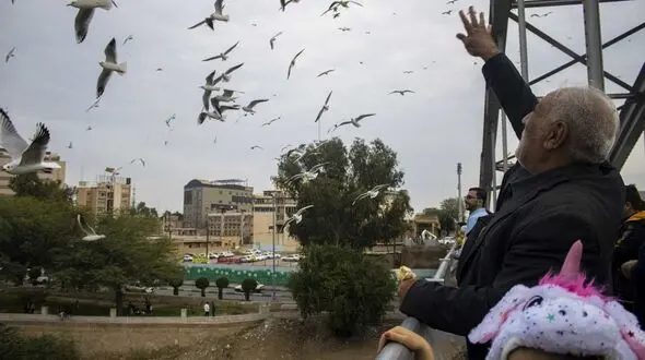  مشاهده ۳۱۷۶ قطعه پرنده در سرشماری پرندگان تهران