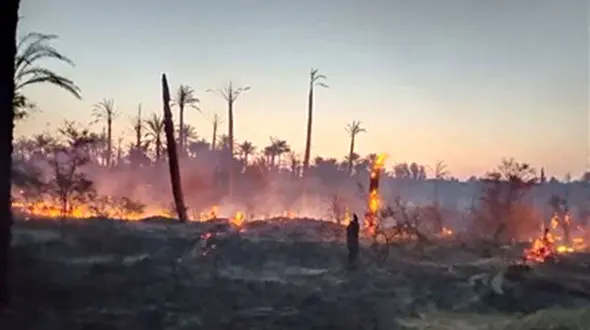 ببینید / آتش‌سوزی در ۶ هکتار از نخلستان‌های رودان + فیلم