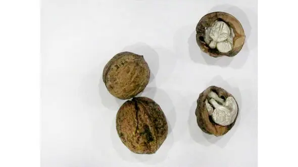 راز سیاه گردوهای تو پر در جاده اشتهارد + عکس