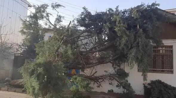 خسارت میلیاردی وزش باد گرم به گیلان
