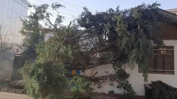 خسارت میلیاردی وزش باد گرم به گیلان