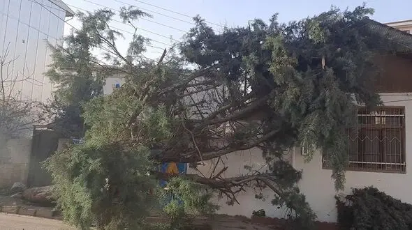 خسارت میلیاردی وزش باد گرم به گیلان