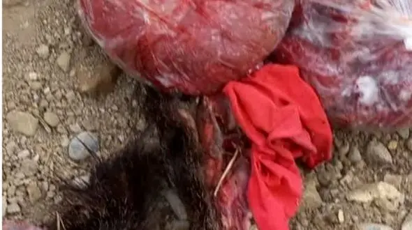 این مرد کابوس گرازهای گیلان بود /  گرازها  تکه تکه می شدند