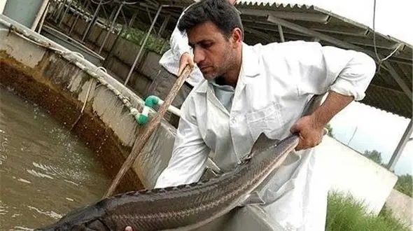 لرستان استان برتر کشور در تولید ماهیان سردآبی و بچه‌ماهی/ رکودار بیشترین تولید ماهیان خاویاری در بین استان‌های غیر ساحلی هستیم
