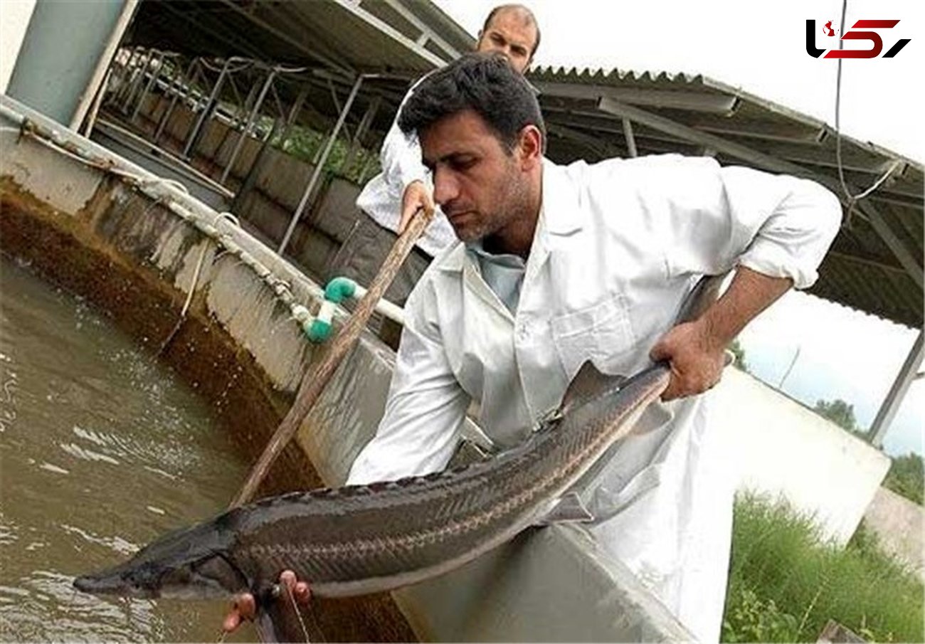 لرستان استان برتر کشور در تولید ماهیان سردآبی و بچه‌ماهی/ رکودار بیشترین تولید ماهیان خاویاری در بین استان‌های غیر ساحلی هستیم