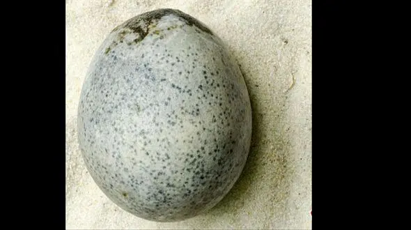 کشف تخم مرغ‌های ۱۷۰۰ ساله در انگلیس +عکس