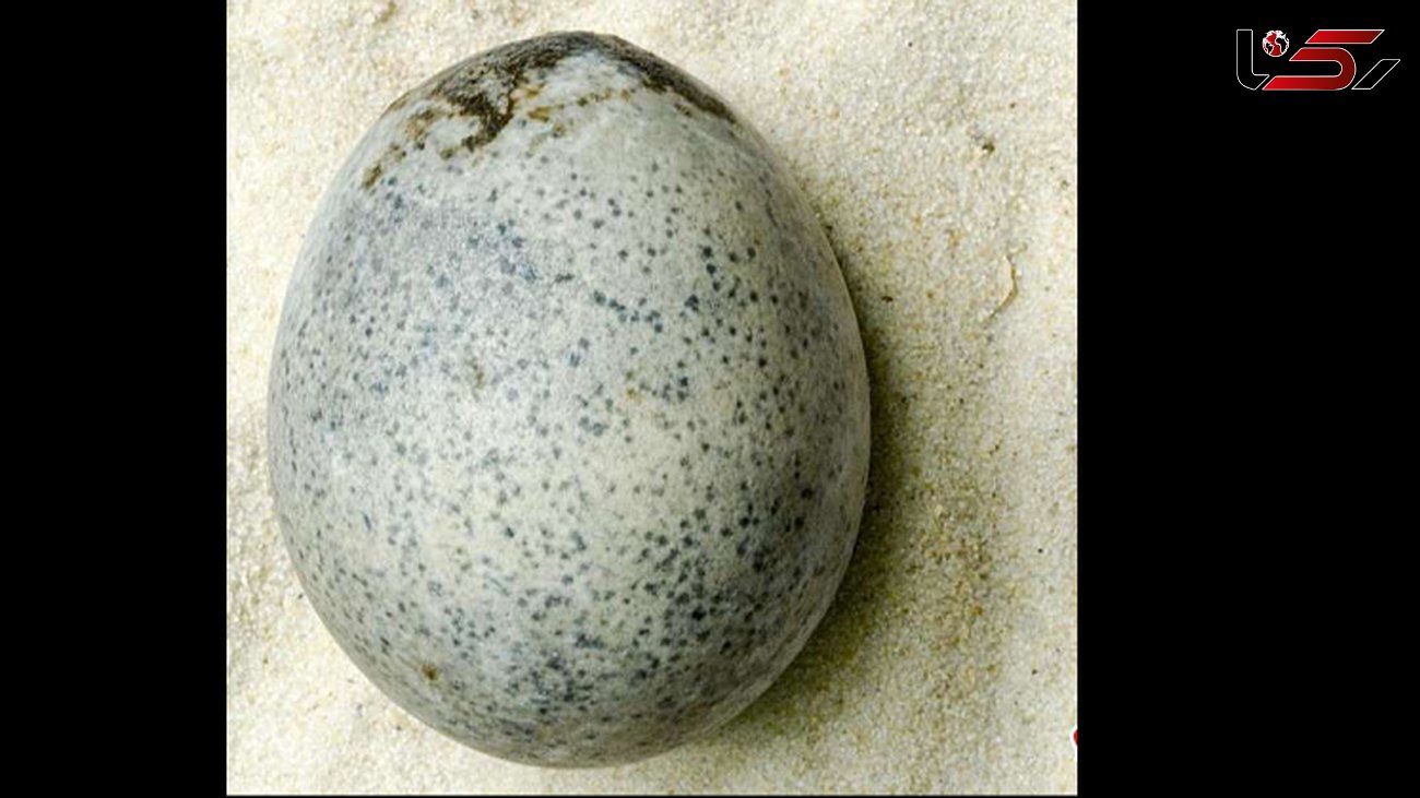 کشف تخم مرغ‌های ۱۷۰۰ ساله در انگلیس +عکس