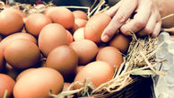 تخم مرغ های قهوه ای رنگ سالم ترند یا سفید رنگ؟