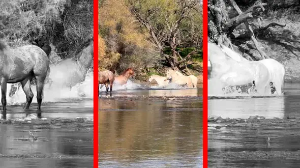 فیلم درگیری اسب های وحشی در رودخانه