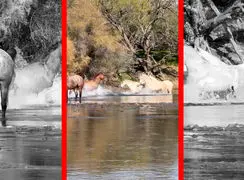 فیلم درگیری اسب های وحشی در رودخانه