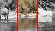 فیلم درگیری اسب های وحشی در رودخانه