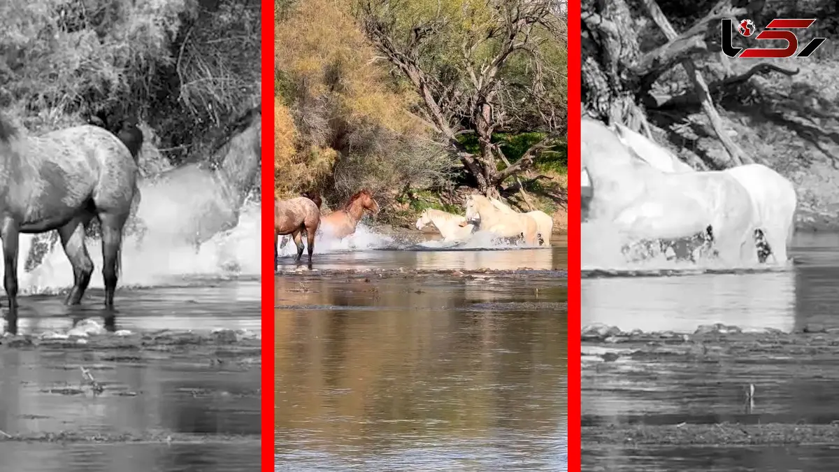 فیلم درگیری اسب های وحشی در رودخانه