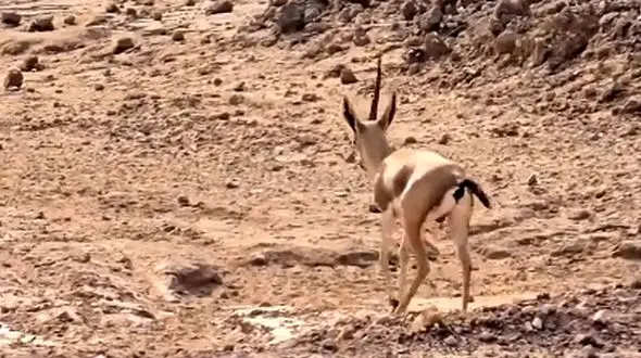 توضیحات محیط زیست هرمزگان درباره آهوی تک شاخ جزایر خلیج فارس