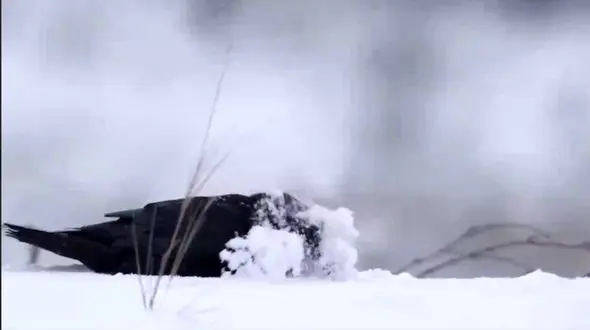 حمام گرفتن کلاغ در برف / فیلم