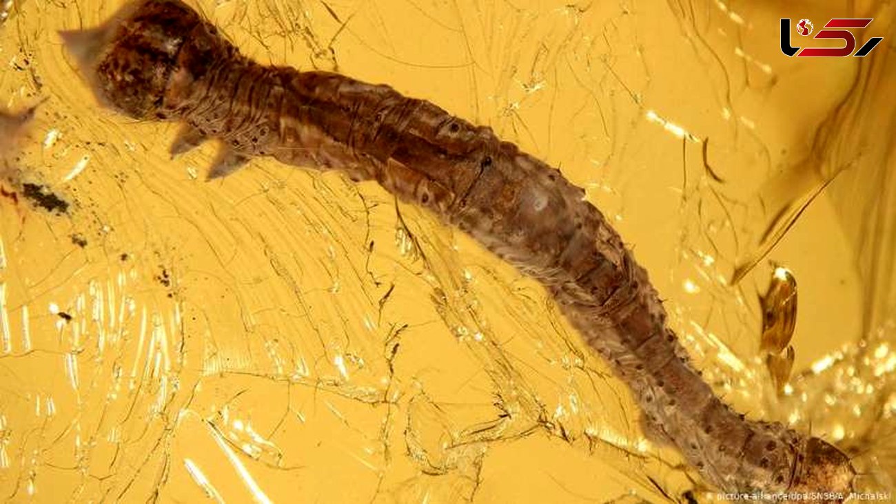 کشف فسیل 44 میلیون ساله کرم ابریشم + عکس