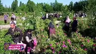 گزارش تصویری از بزرگترین باغ گل محمدی در آذربایجان غربی + فیلم