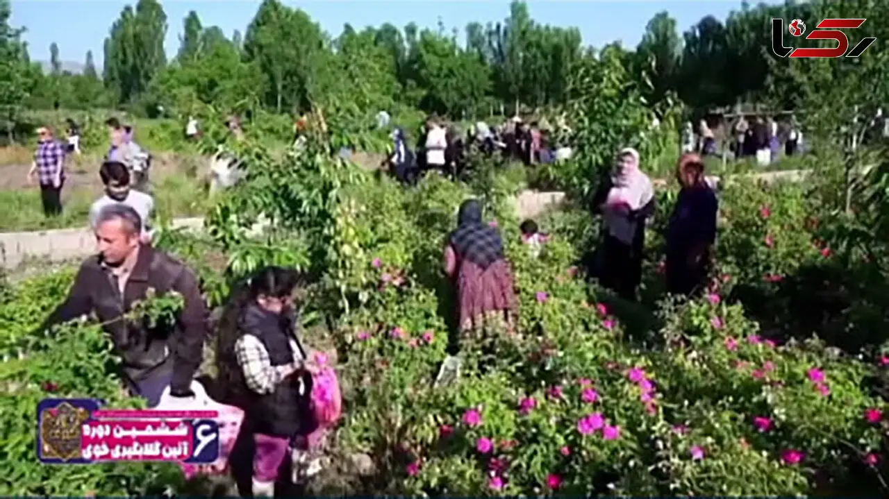 گزارش تصویری از بزرگترین باغ گل محمدی در آذربایجان غربی + فیلم