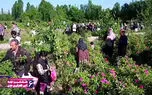 گزارش تصویری از بزرگترین باغ گل محمدی در آذربایجان غربی + فیلم
