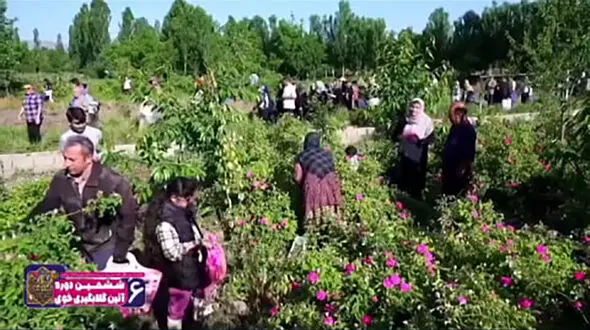 گزارش تصویری از بزرگترین باغ گل محمدی در آذربایجان غربی + فیلم
