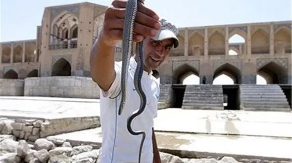 حمله وحشتناک مارهابه خانه اصفهانی‌ها ! / علت چه بود! + تصاویر 