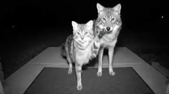 آیا هوش مصنوعی می‌ تواند قاتل کودکان و حیوانات شود؟ تحلیل کامل!