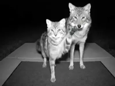 آیا هوش مصنوعی می‌ تواند قاتل کودکان و حیوانات شود؟ تحلیل کامل!