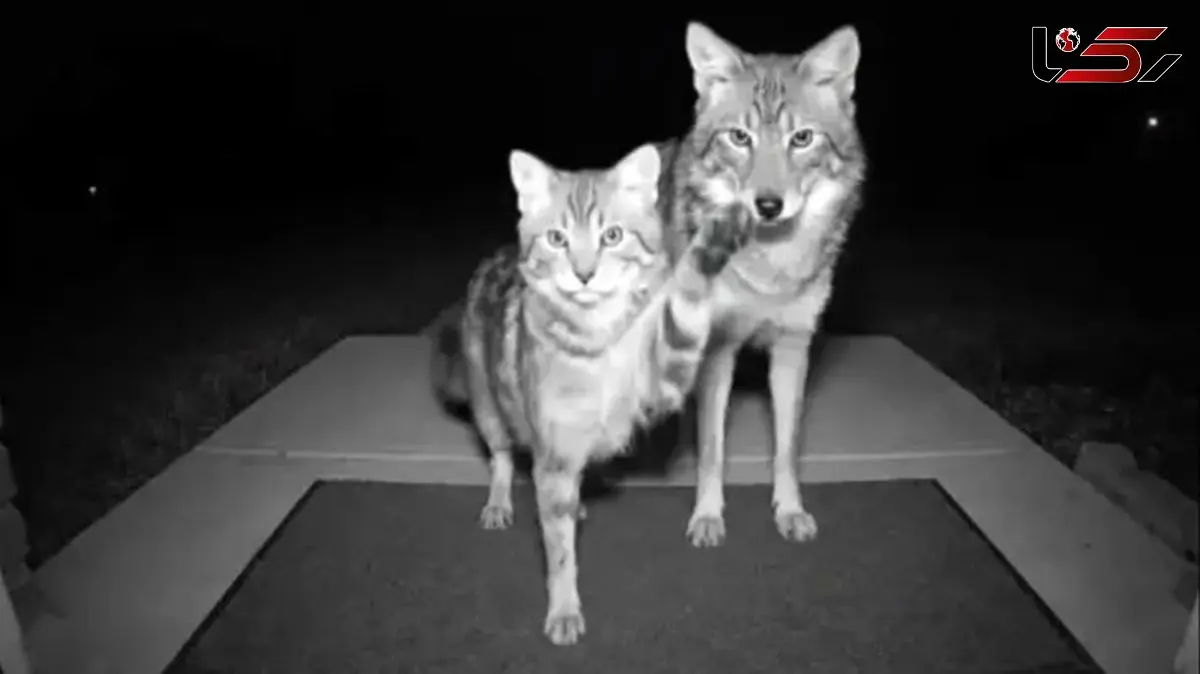 آیا هوش مصنوعی می‌ تواند قاتل کودکان و حیوانات شود؟ تحلیل کامل!