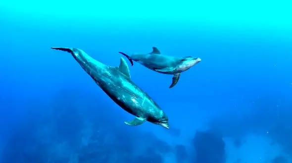 راز هوش هیجانی: مقابله با افکار منفی به کمک قانون دلفین آبی