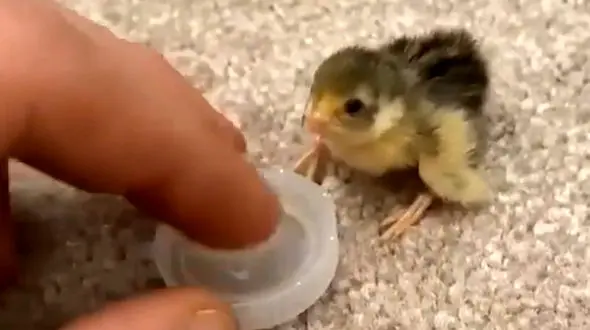 آب دادن به جوجه + فیلم