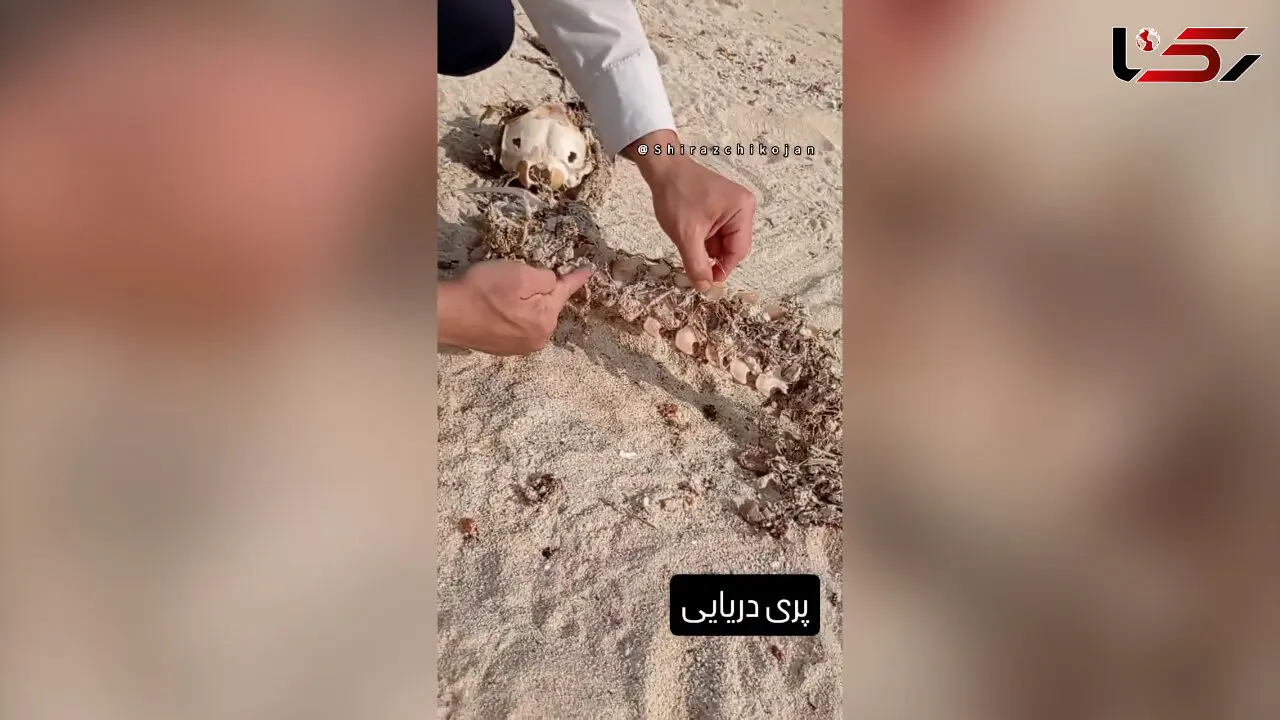 ادعای کشف بقایای پری دریایی در سواحل جنوبی ایران / صحت ماجرا تأیید نشده است