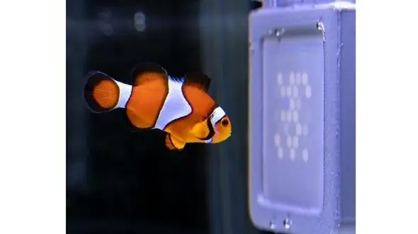 ساخت تلویزیون مخصوص حیوانات! / توسط پژوهشگران استرالیایی