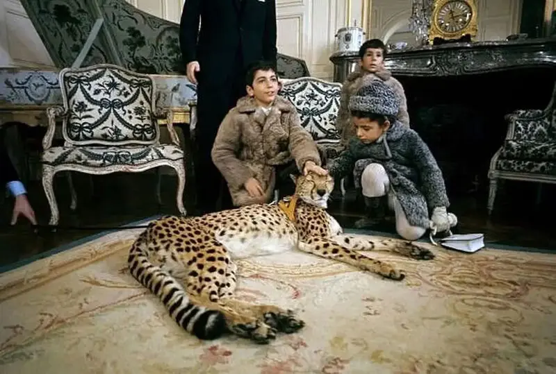 زنبور