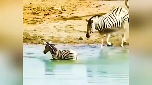 گورخر بی‌ رحمی که سر فرزندش را زیر آب کرد + فیلم