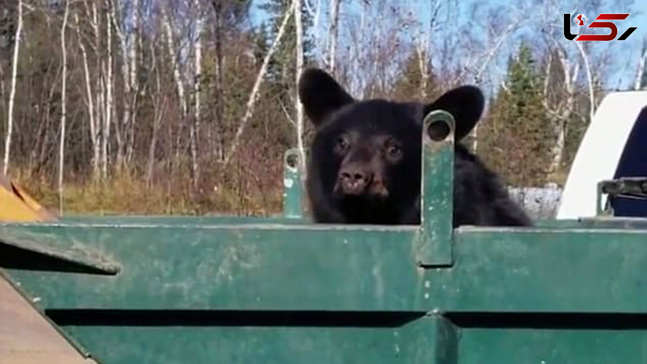  خرس ها در سطل  زباله دنبال چه می گردند + فیلم