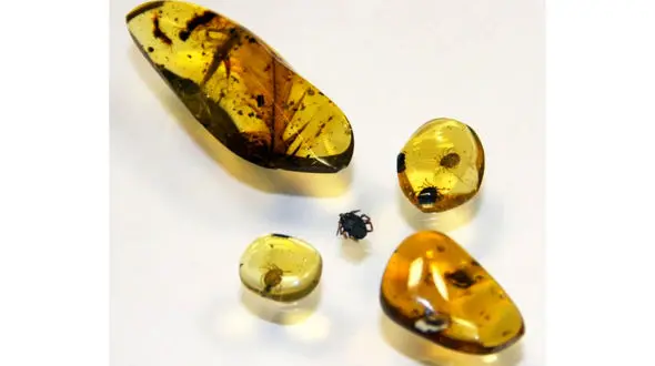 حشره عامل انتقال انگل بین دایناسورها در سنگ کهربا کشف شد