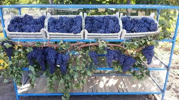 برگزاری سومین دوره جشنواره انگور سیاه در سردشت