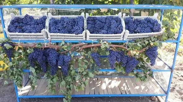 برگزاری سومین دوره جشنواره انگور سیاه در سردشت