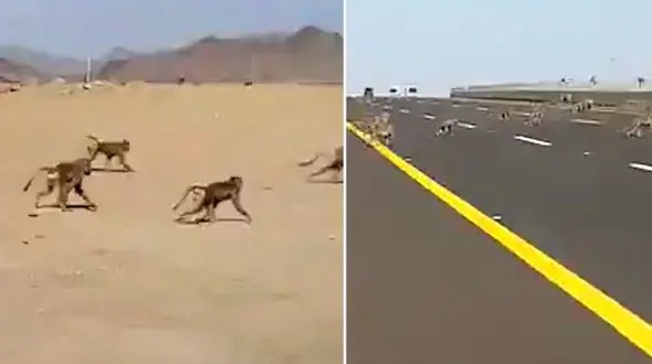 لحظه هجوم خطرناک میمون ها به بزرگراه + فیلم