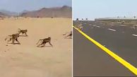 لحظه هجوم خطرناک میمون ها به بزرگراه + فیلم