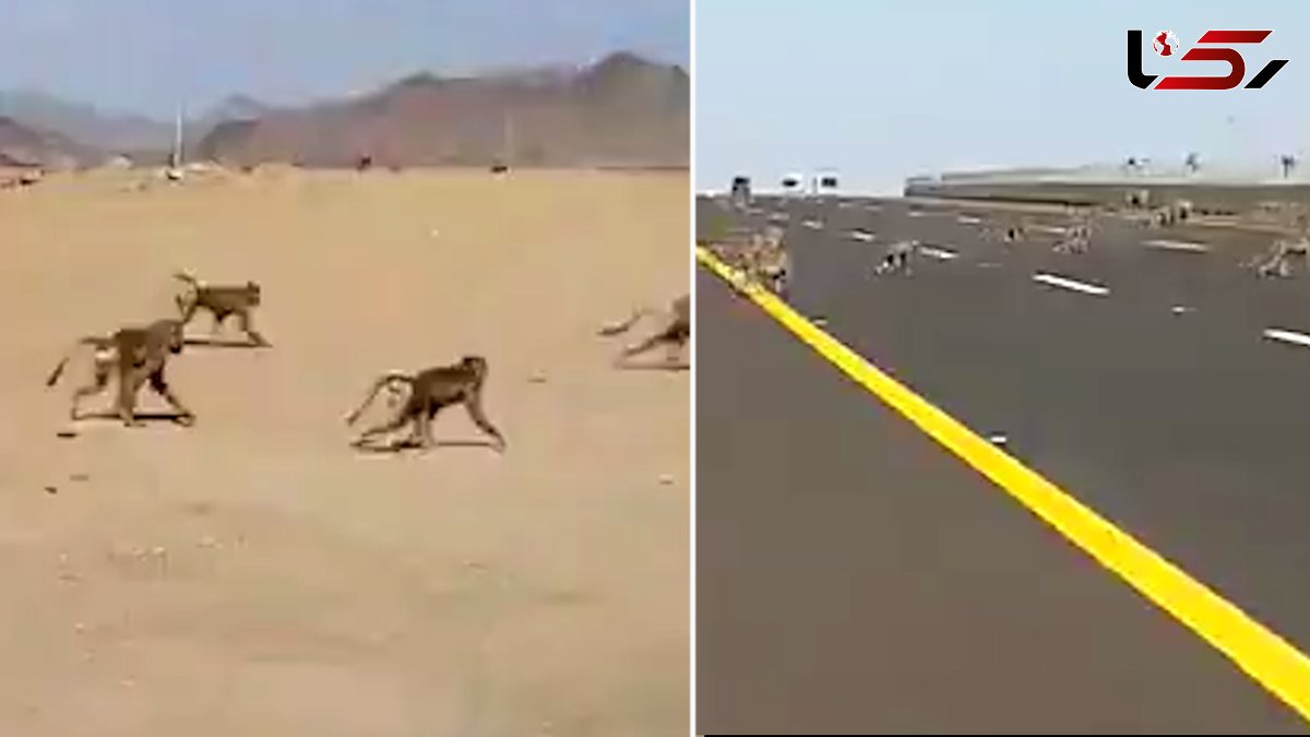 لحظه هجوم خطرناک میمون ها به بزرگراه + فیلم