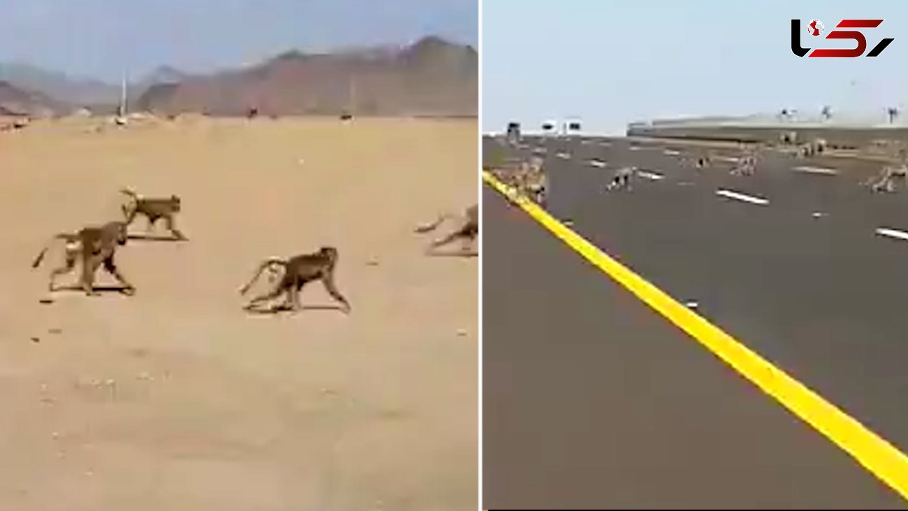 لحظه هجوم خطرناک میمون ها به بزرگراه + فیلم