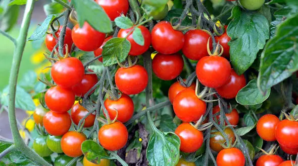 سبزی‌ هایی که موهای شما را زیباتر و سالم‌ تر می‌ کند + جدول