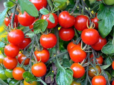 سبزی‌ هایی که موهای شما را زیباتر و سالم‌ تر می‌ کند + جدول