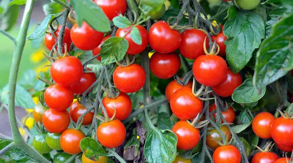 سبزی‌ هایی که موهای شما را زیباتر و سالم‌ تر می‌ کند + جدول