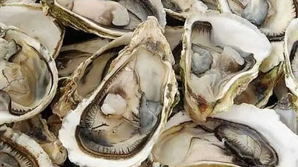  برداشت صدف به روشی جالب + فیلم