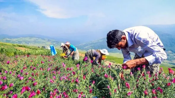 موشکافی عجیب ترین مرگ ها در گچساران / نوش دارویی برای مرگ