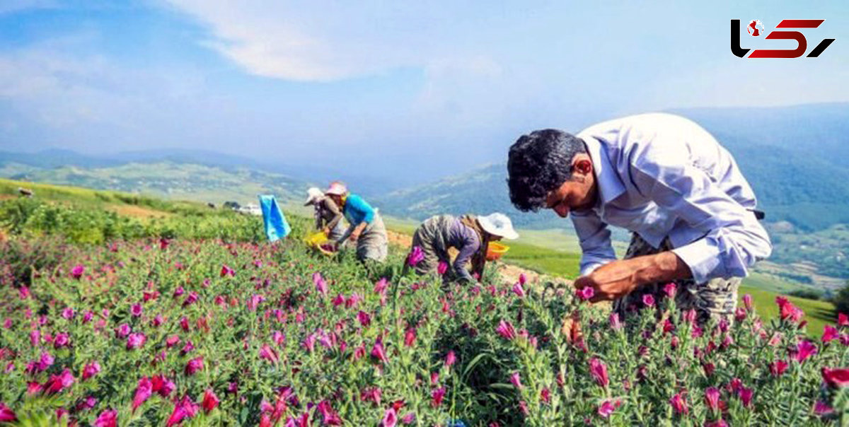 موشکافی عجیب ترین مرگ ها در گچساران / نوش دارویی برای مرگ