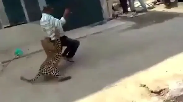 حمله پلنگ وحشی به مردم در  وسط شهر + فیلم باورنکردنی
