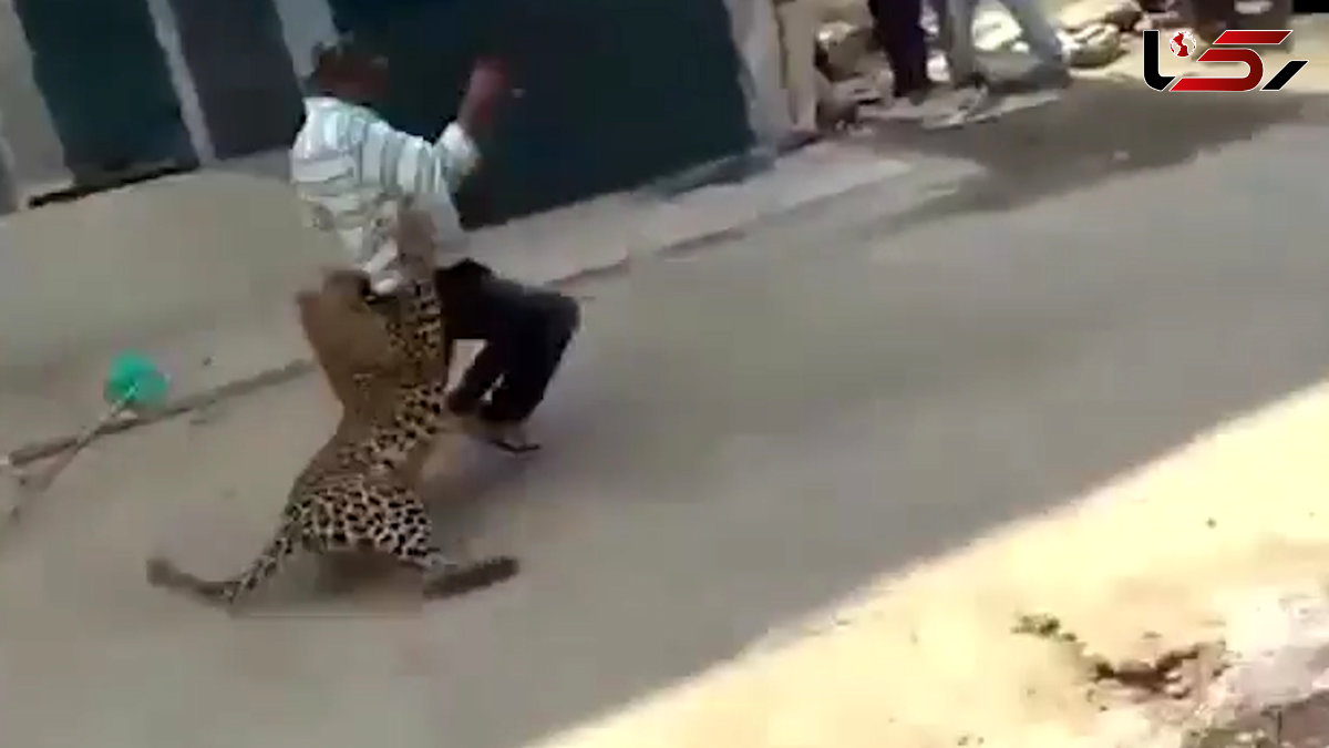 حمله پلنگ وحشی به مردم در  وسط شهر + فیلم باورنکردنی
