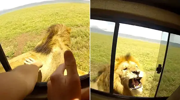 اقدام وحشتناک یک توریست در پارک حیات وحش + فیلم